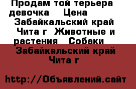 Продам той-терьера . девочка  › Цена ­ 7 000 - Забайкальский край, Чита г. Животные и растения » Собаки   . Забайкальский край,Чита г.